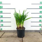 Kalokvet modrý (Agapanthus umbellatus) ´AZUREUM´ - výška 30-50 cm, kont. C3L